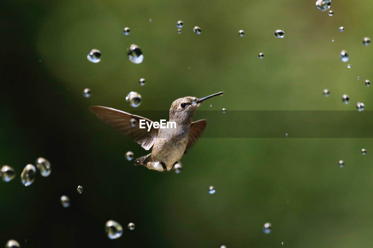 Hummingbird with water drops