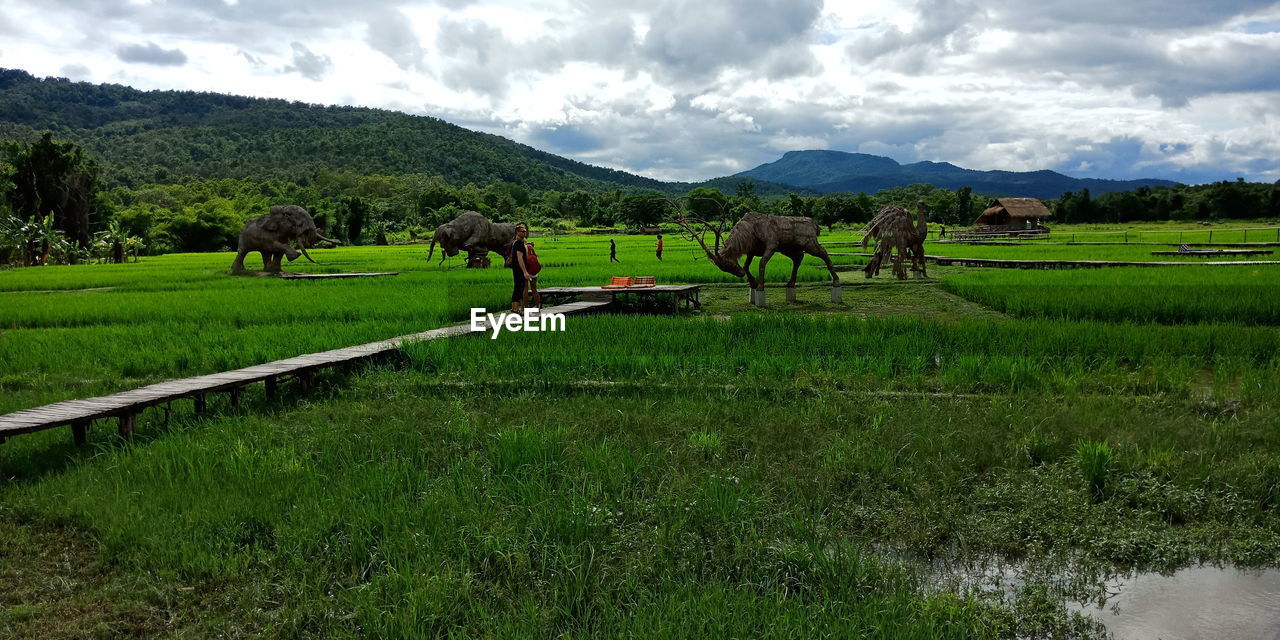 SCENIC VIEW OF FARM