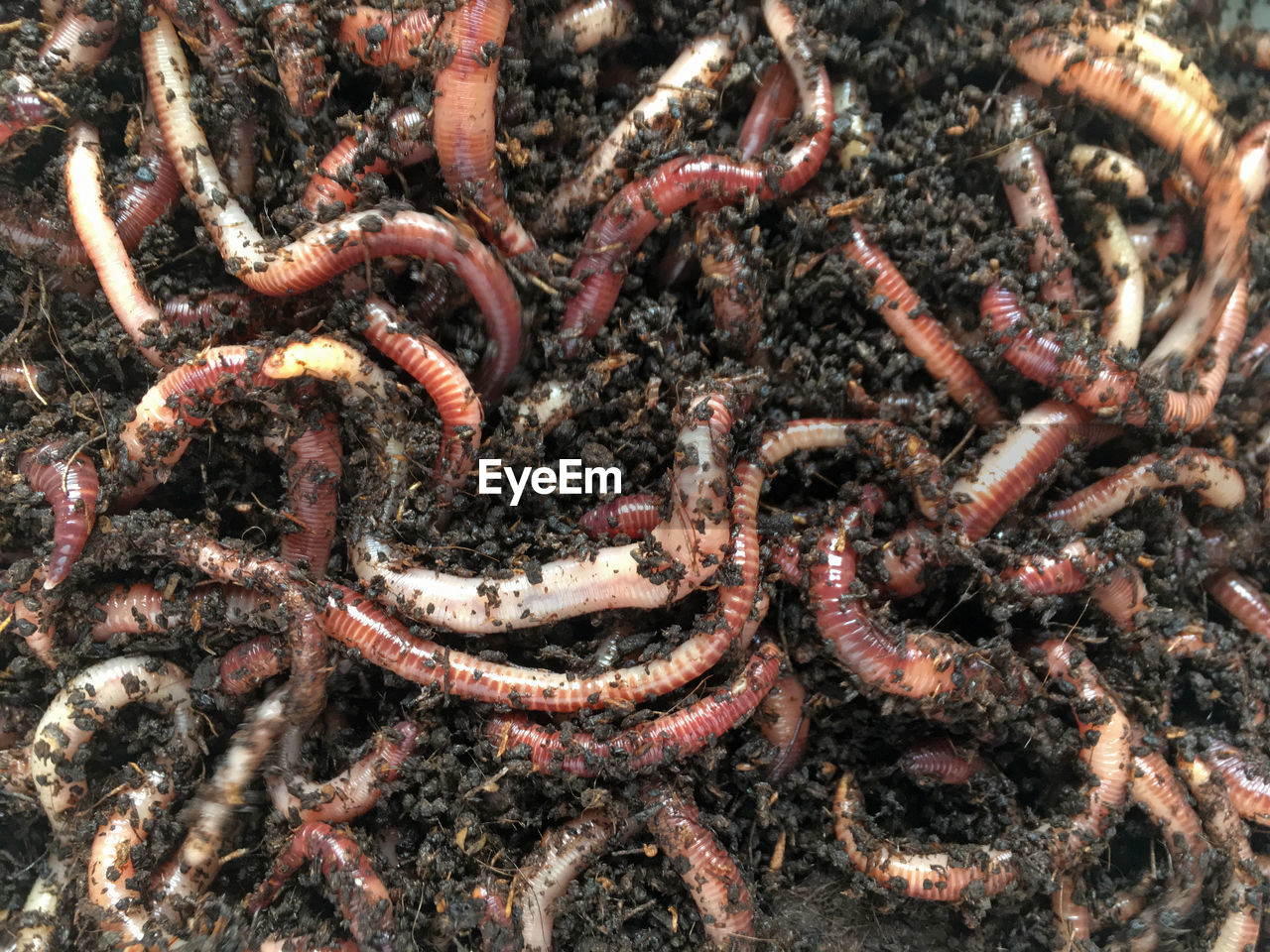 Full frame shot of earthworms with compost