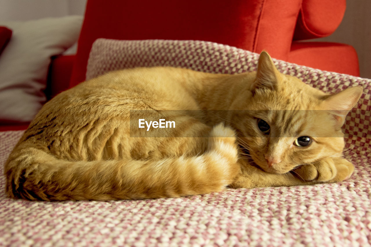 Portrait of cat resting on bed