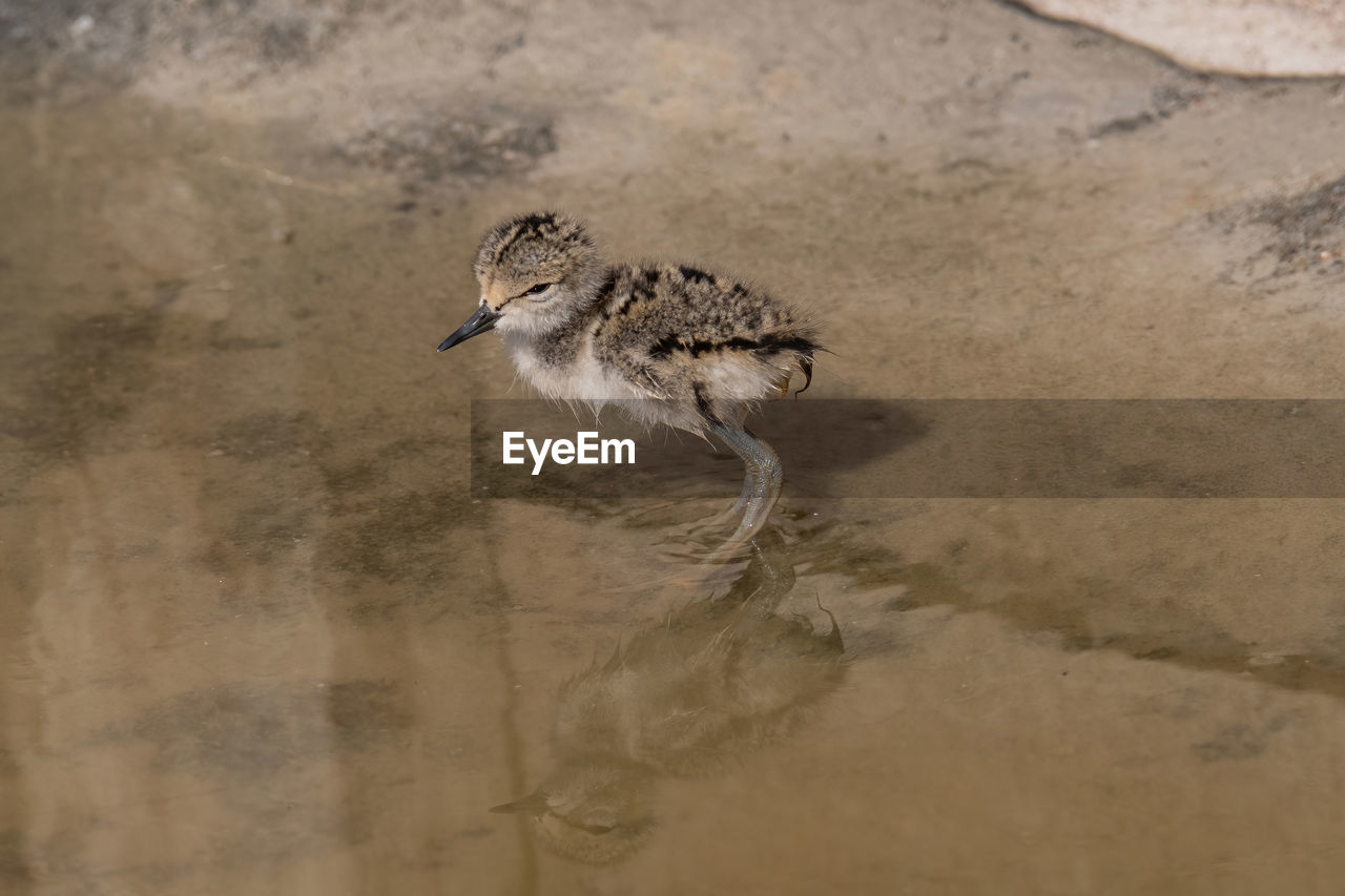 animal themes, animal, animal wildlife, wildlife, bird, one animal, nature, water, no people, sandpiper, close-up, sand, outdoors, full length, day