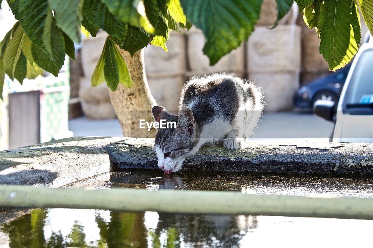 View of cat drinking water