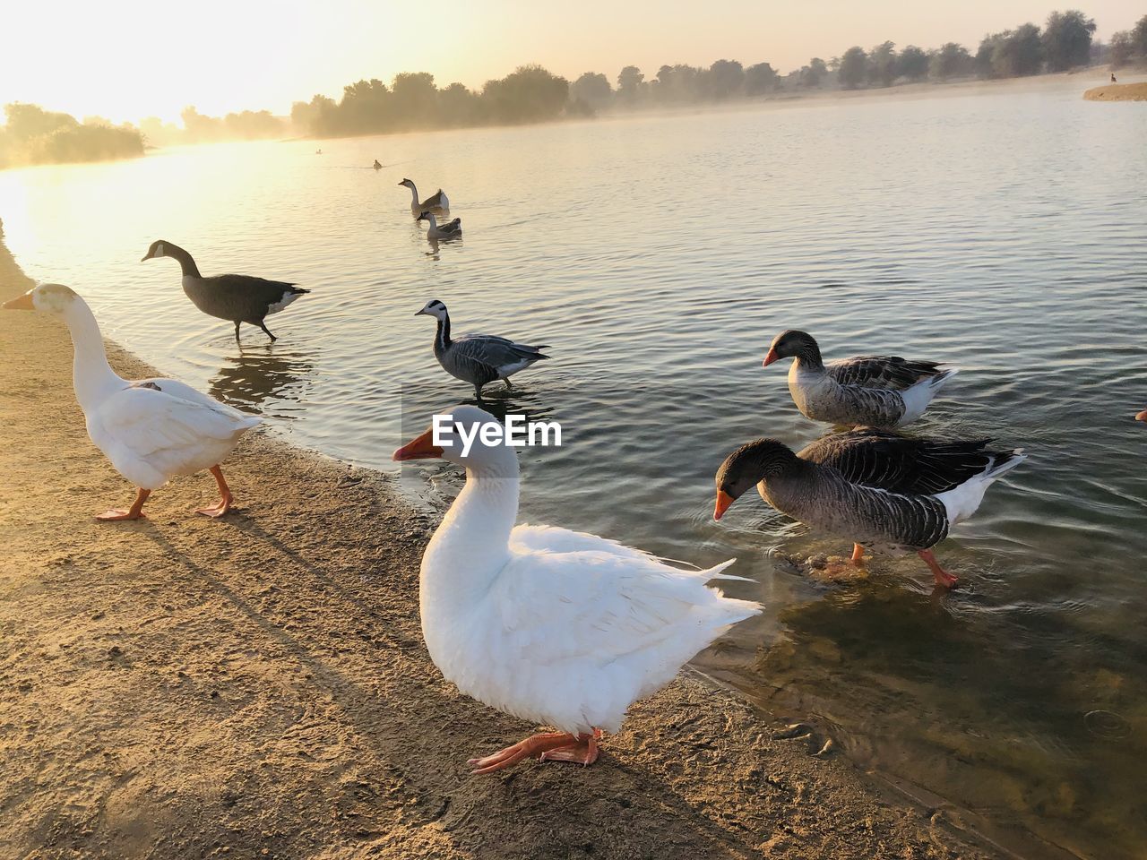 FLOCK OF SEAGULLS ON LAKESHORE