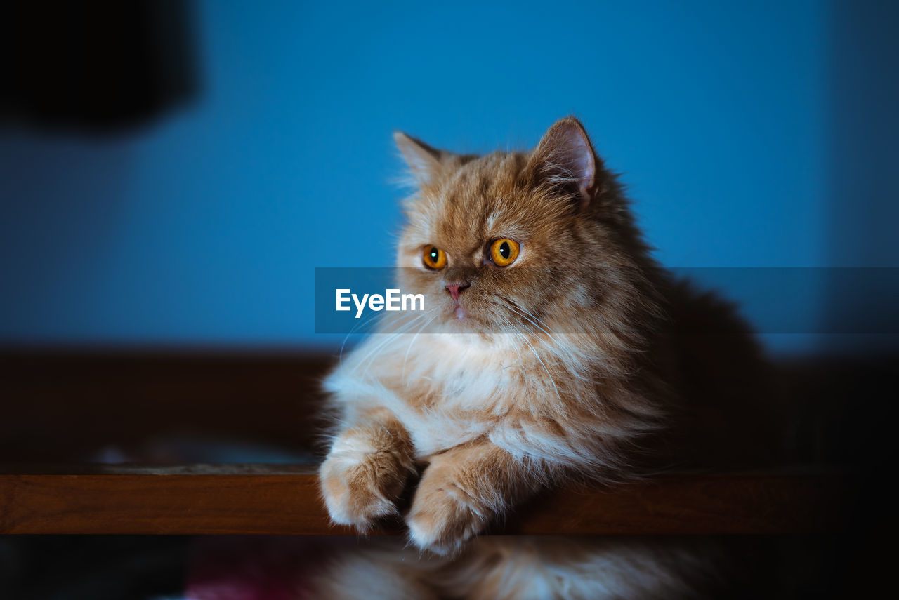 Portrait of cat sitting on table