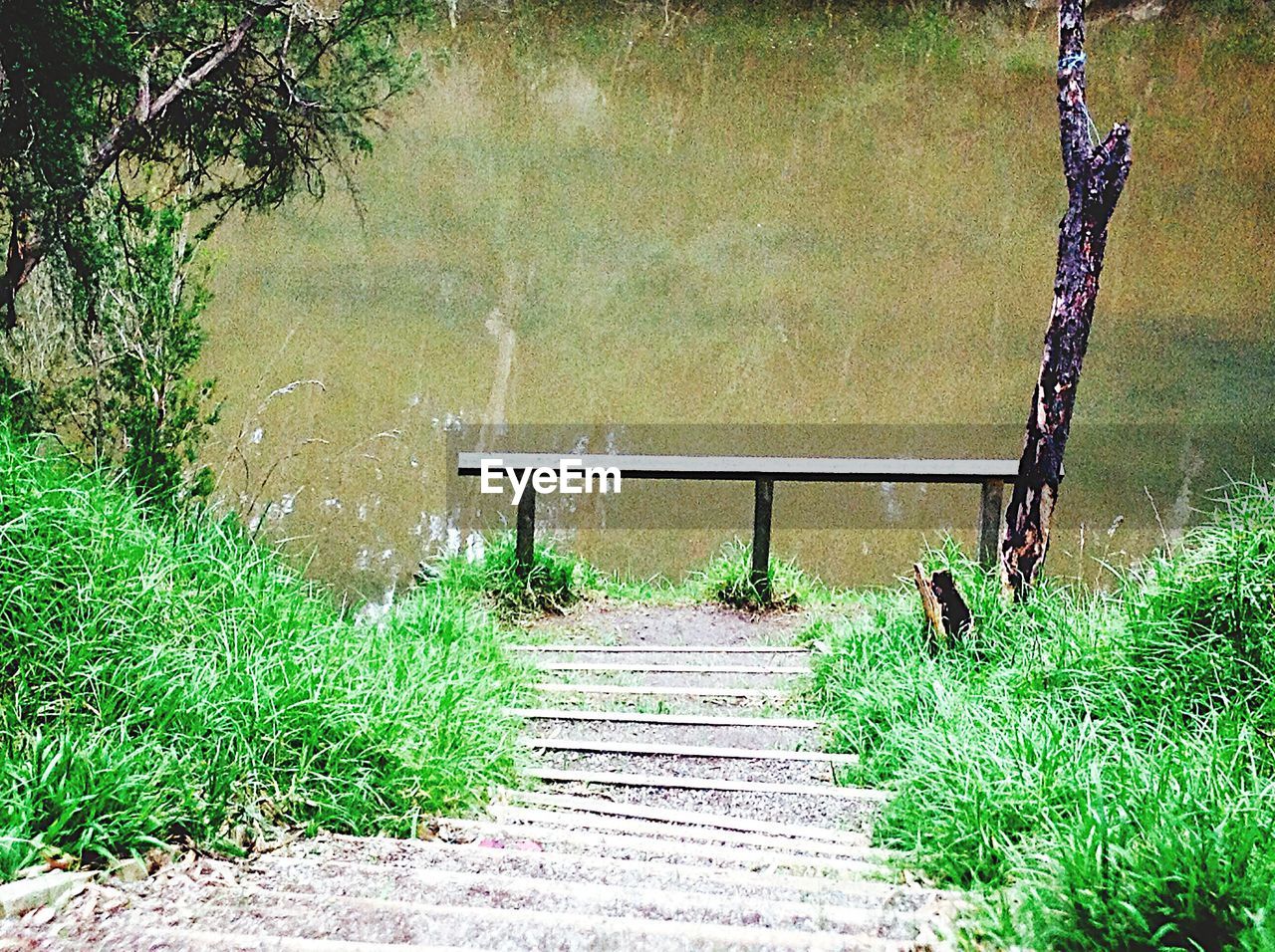 FOOTPATH LEADING TOWARDS TREES