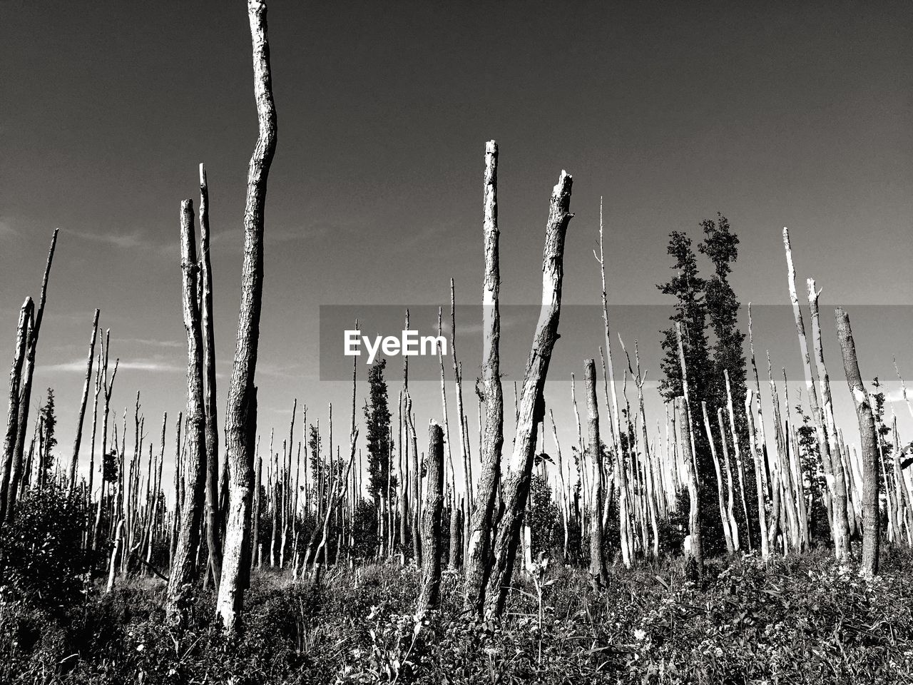 Low angle view of broken trees against sky