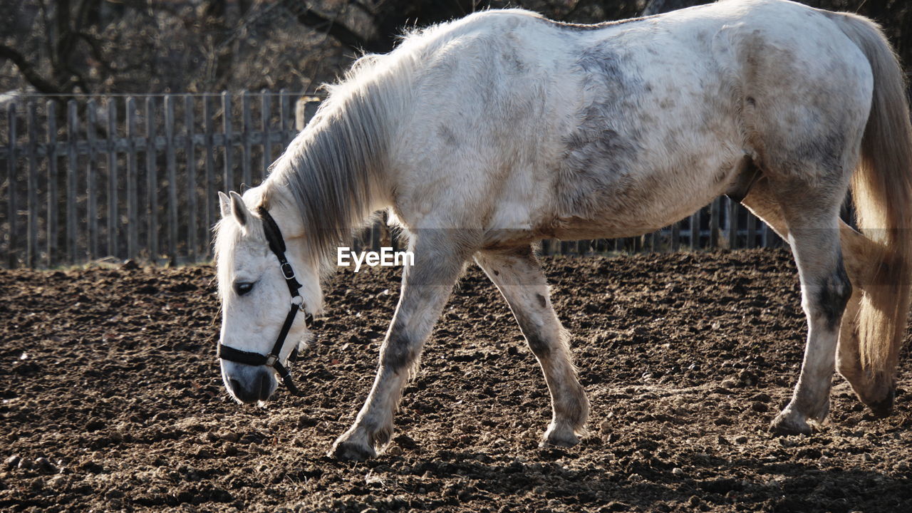 HORSES STANDING IN RANCH