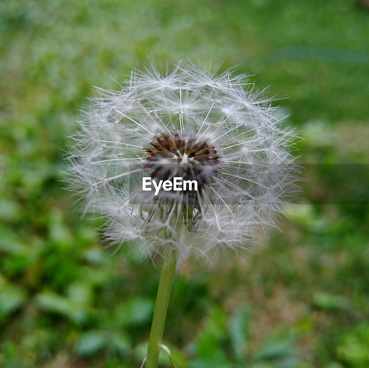 CLOSE-UP OF DANDELION FLOWER