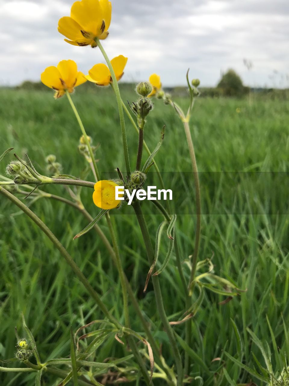 YELLOW FLOWERS BLOOMING IN FIELD