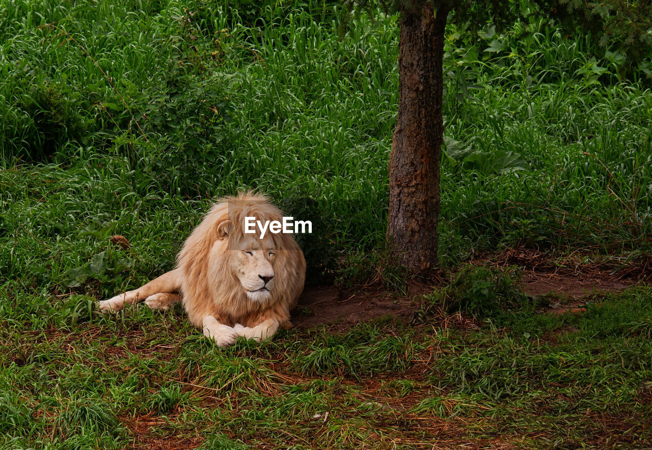 A calm lion lying under a tree
