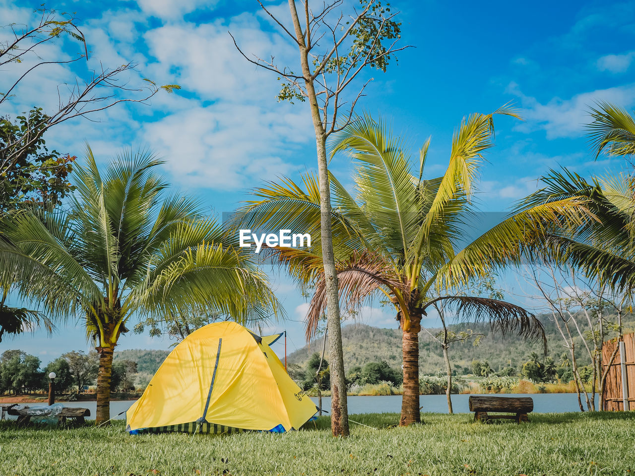 Scenic view of palm trees on field against sky