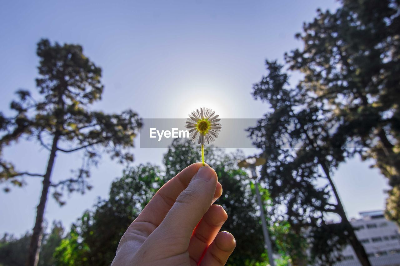 Cropped image of hand holding artificial flower against trees at park
