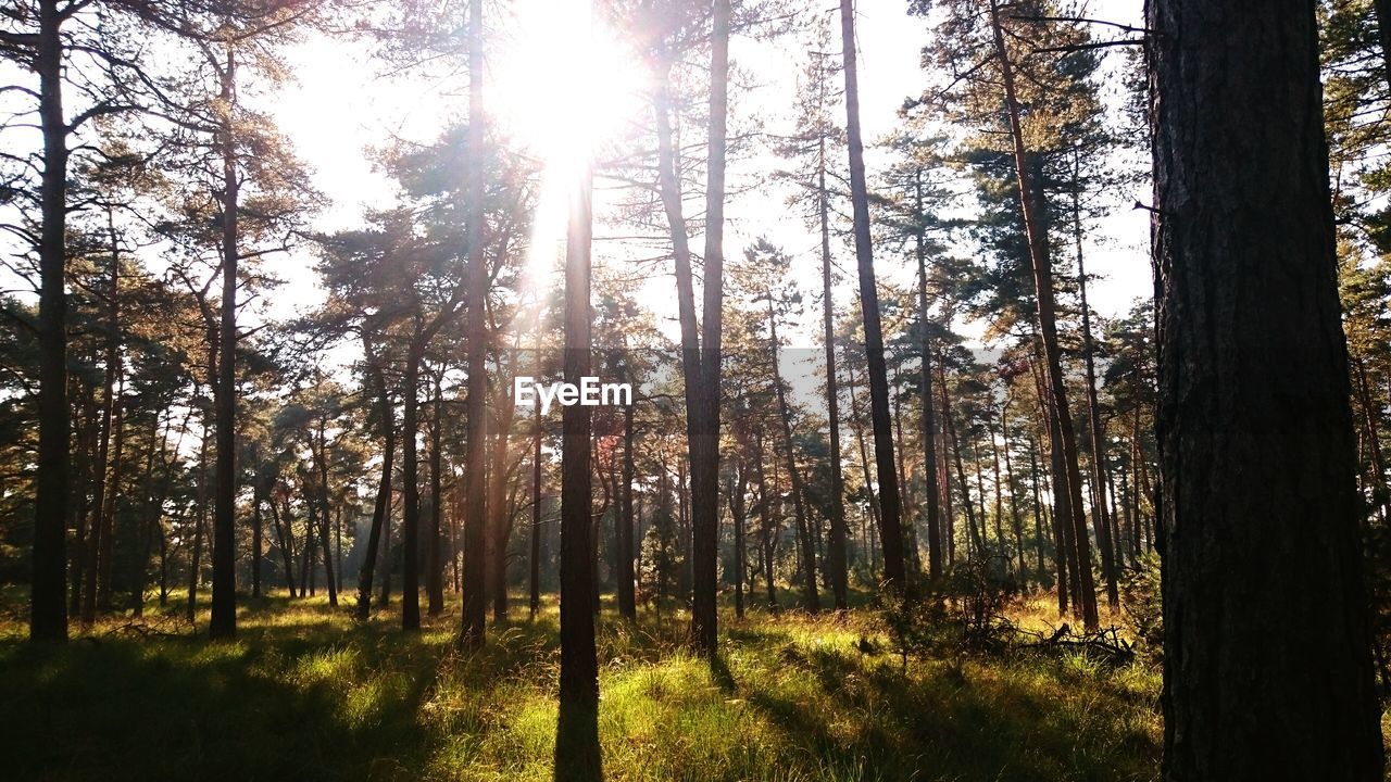 Trees in forest with sunlight