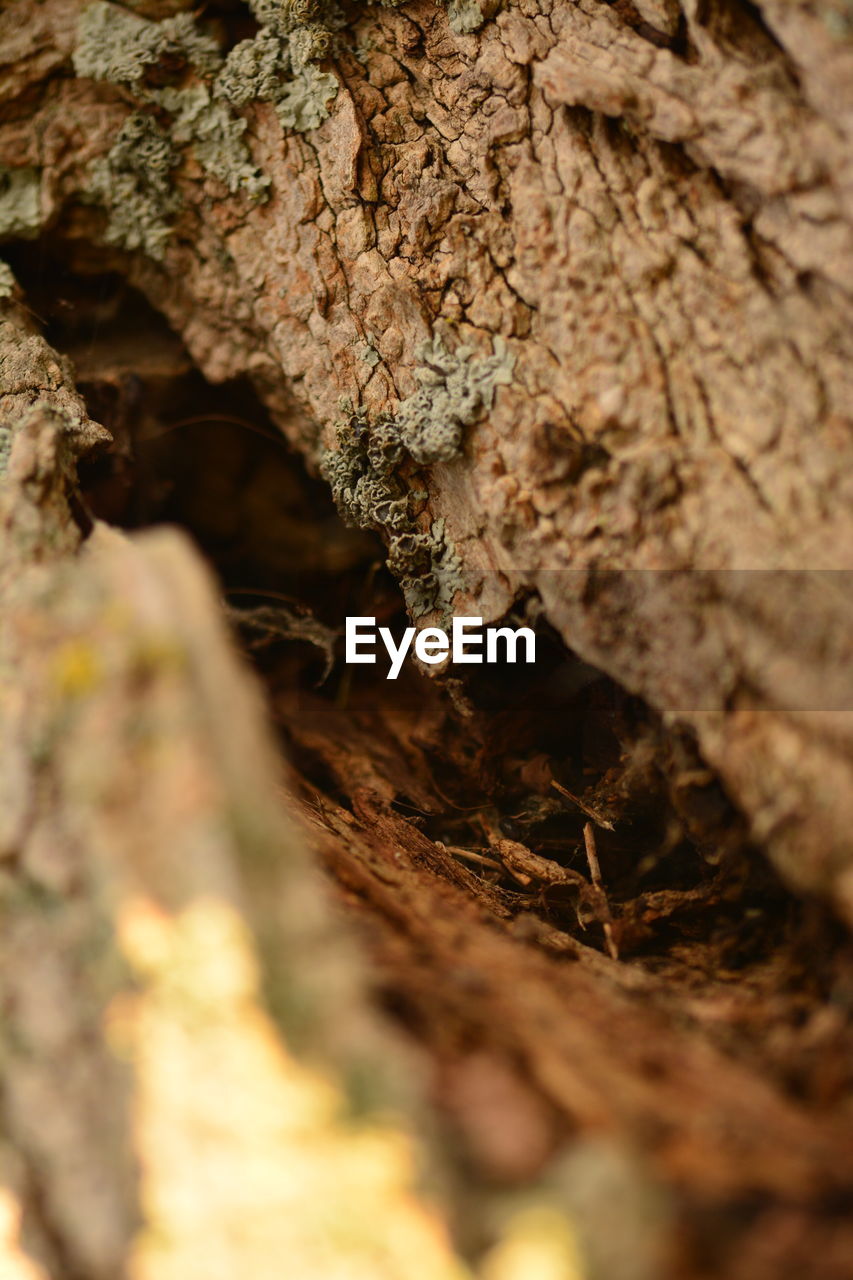 CLOSE-UP OF BARK