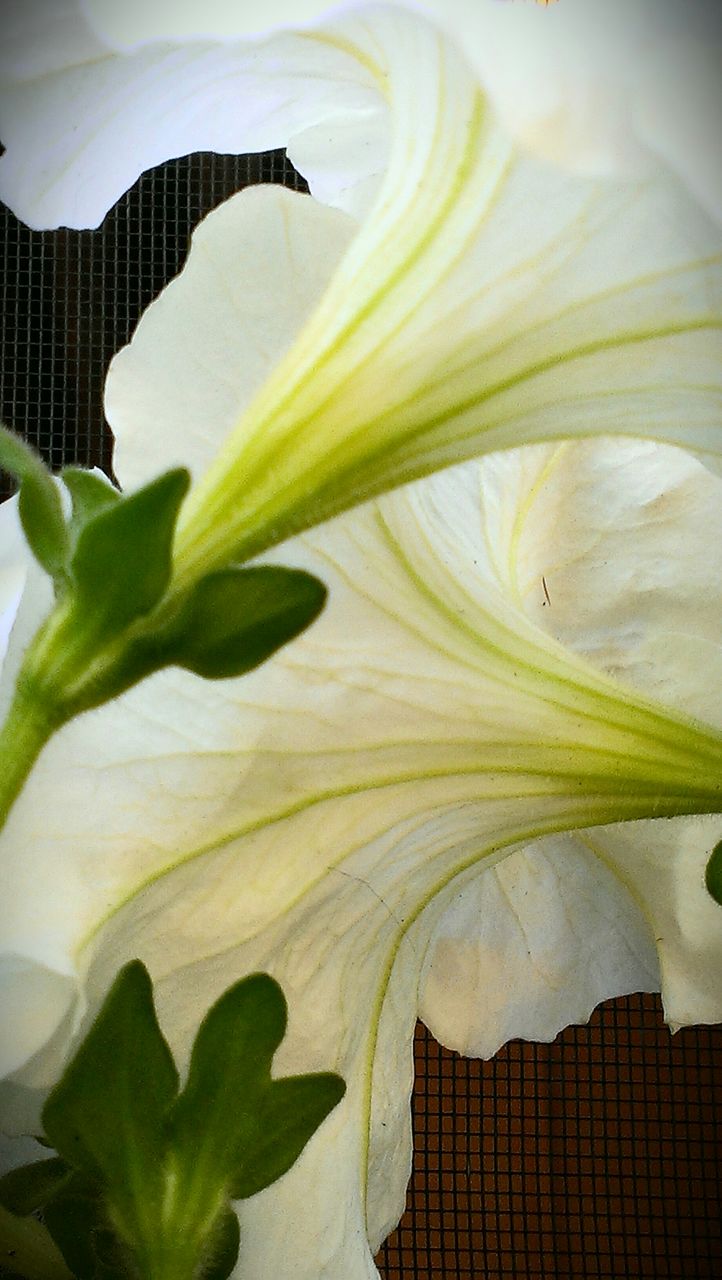 CLOSE-UP OF FLOWERS