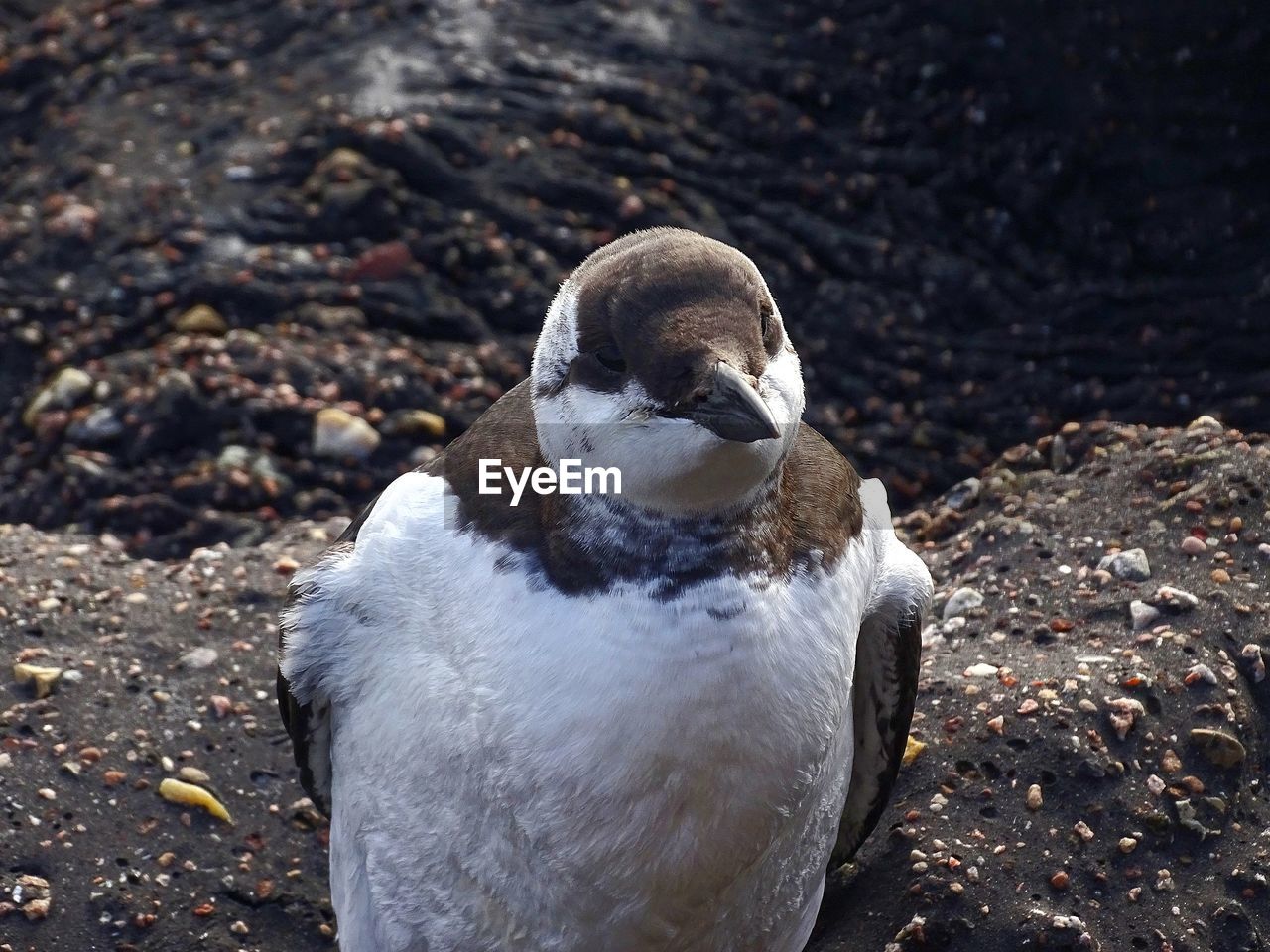 HIGH ANGLE VIEW OF BIRD ON LAND