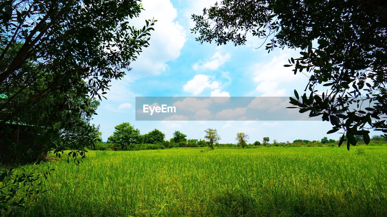 SCENIC VIEW OF FARM FIELD AGAINST SKY