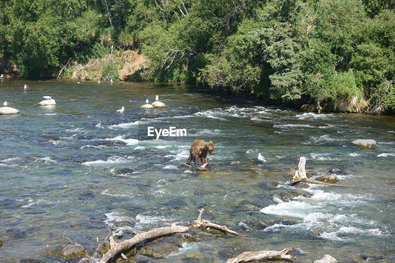 VIEW OF DUCKS IN RIVER