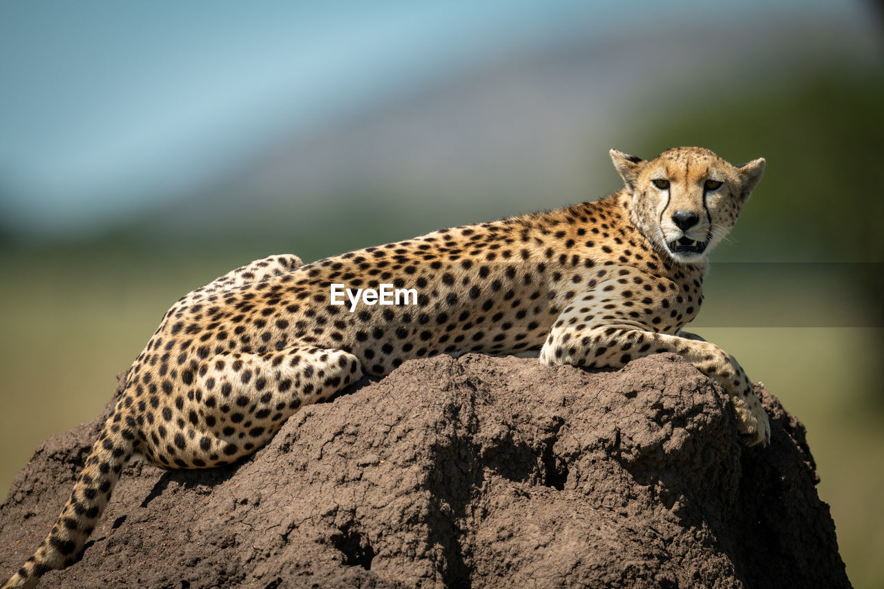 Portrait of cheetah sitting on rock