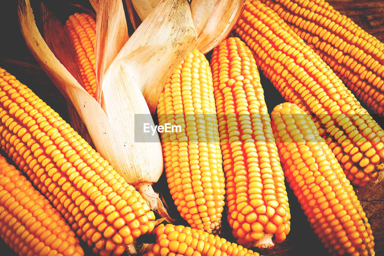 Full frame shot of maize harvest