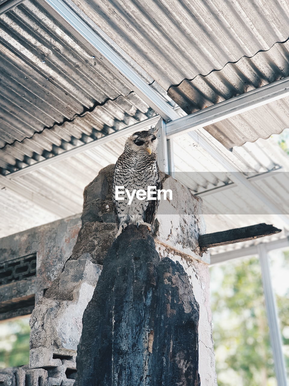 Low angle view of owl on roof