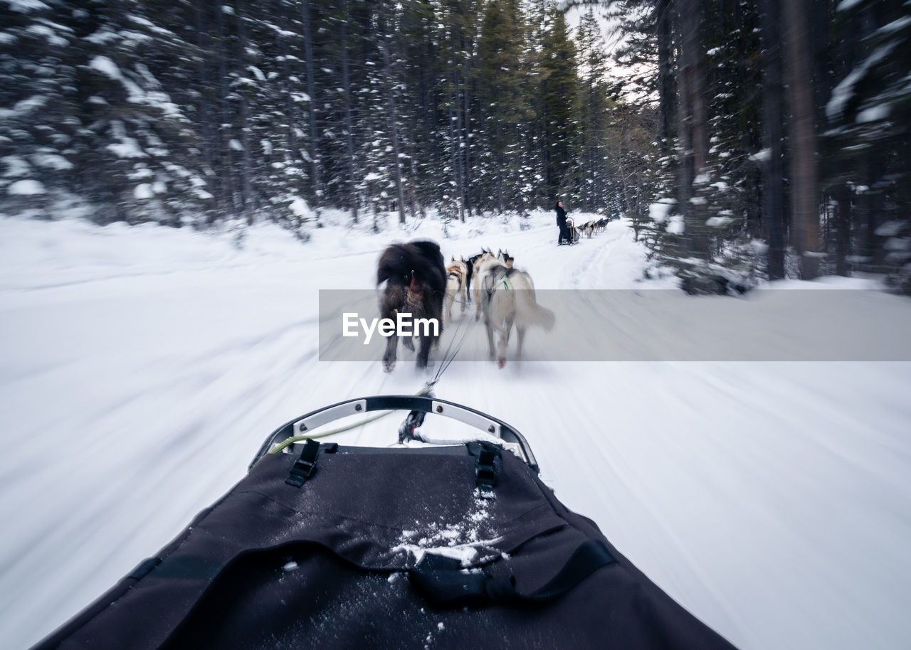 First person view from a dog sled pulled by dogs in a winter forest, canmore, canada