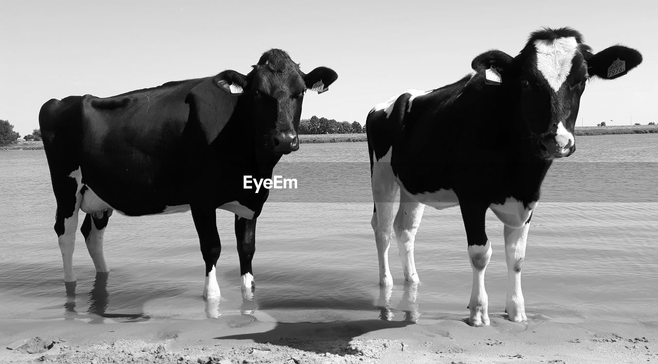 Cows on shore against sky