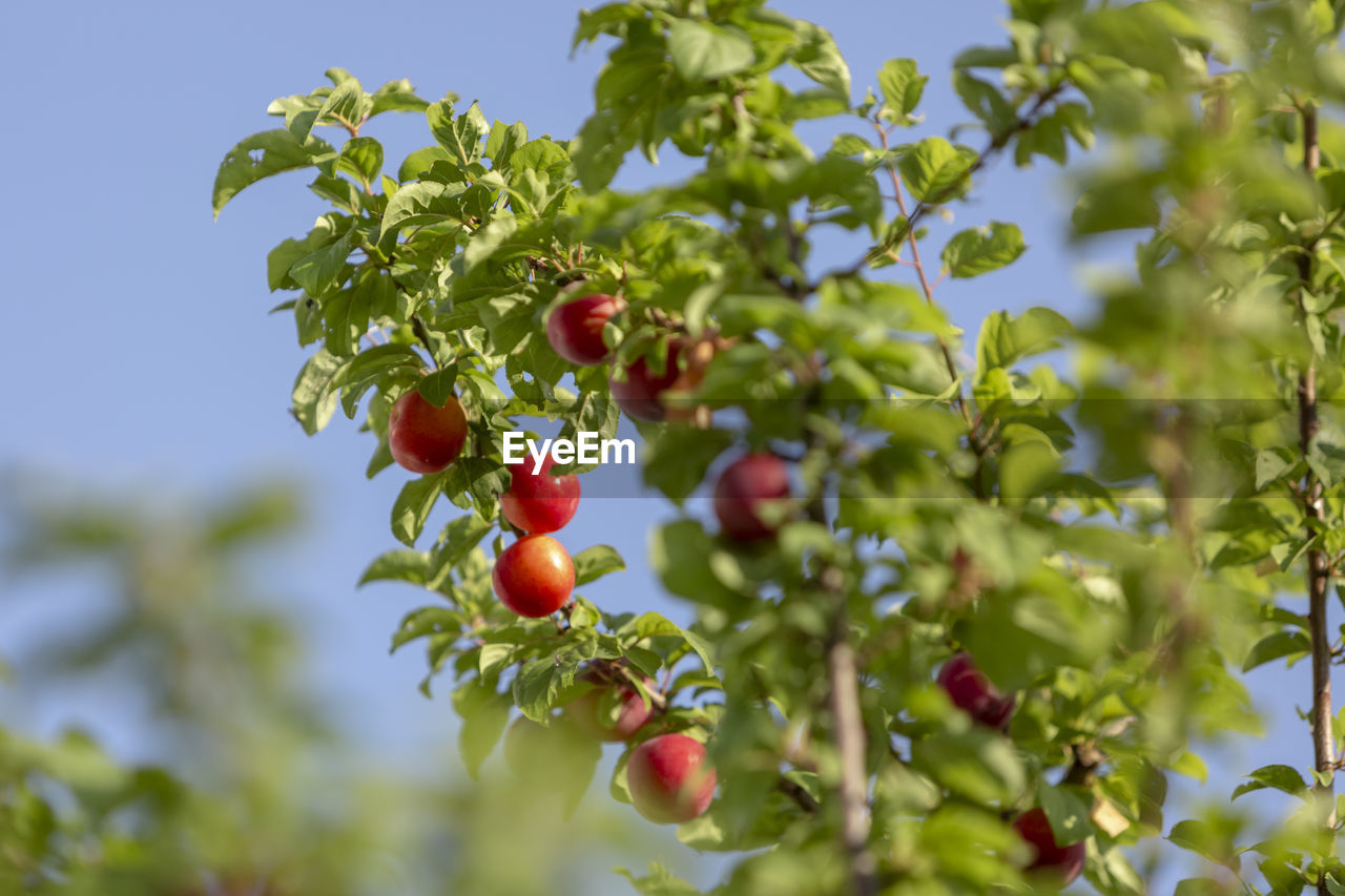 Low angle view of berries on tree