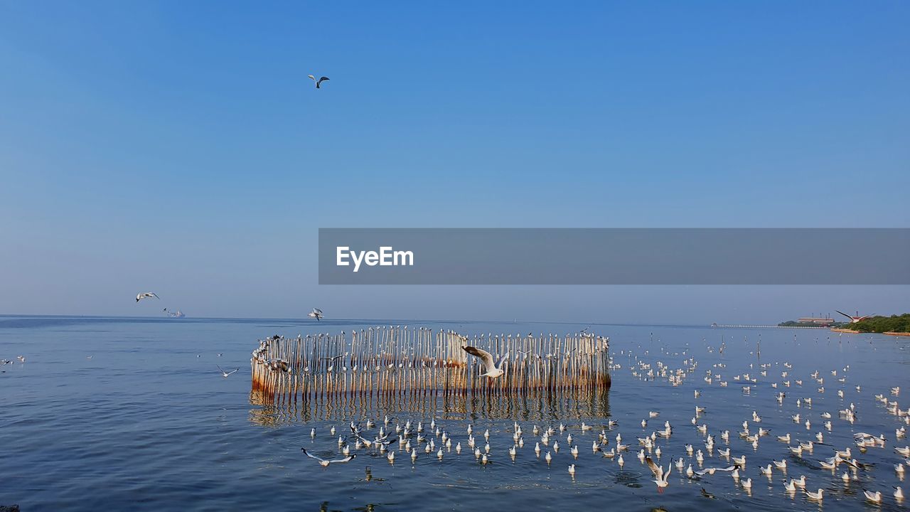 SEAGULLS FLYING ABOVE SEA