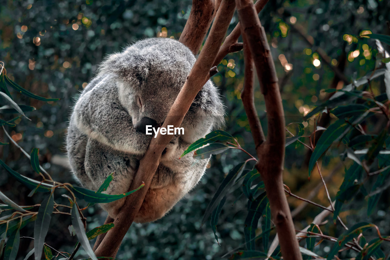 View of an koala sleeping on branch