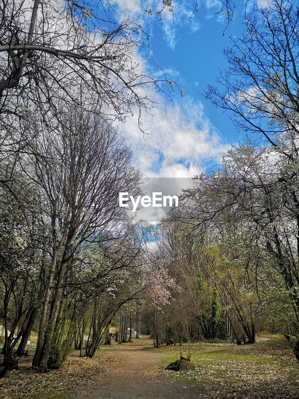 Bare trees in park against sky