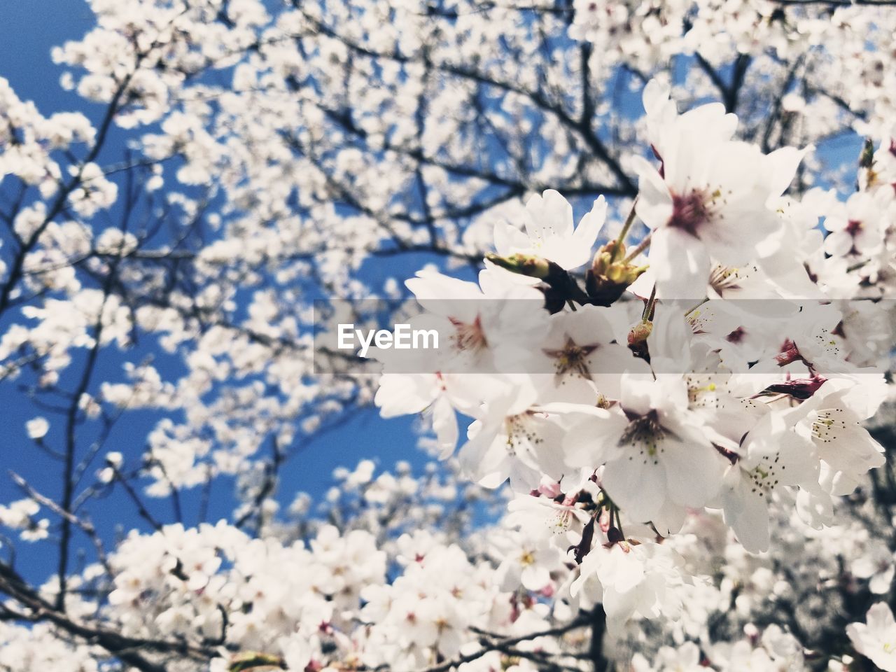 APPLE BLOSSOMS IN SPRING