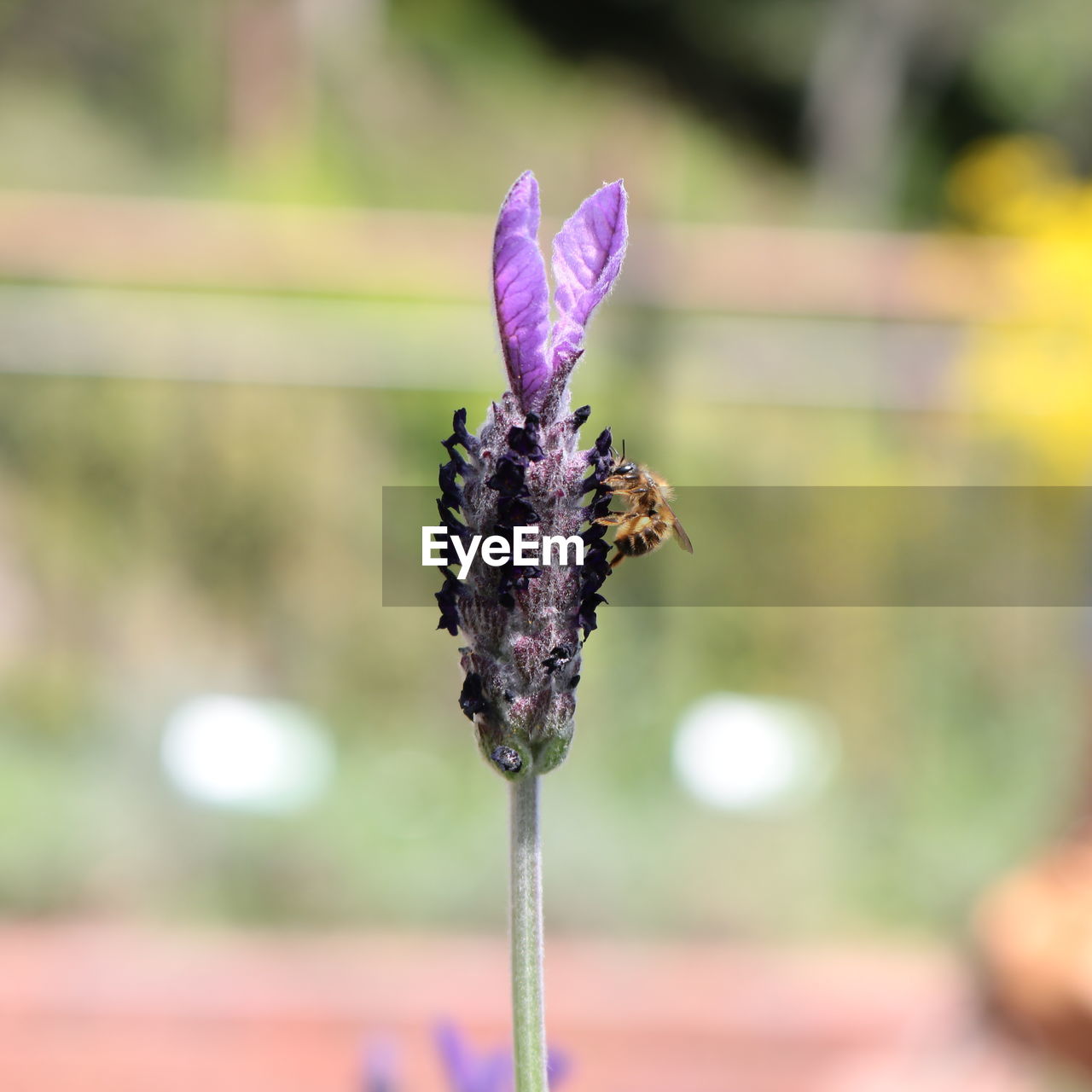 Close-up of purple flower