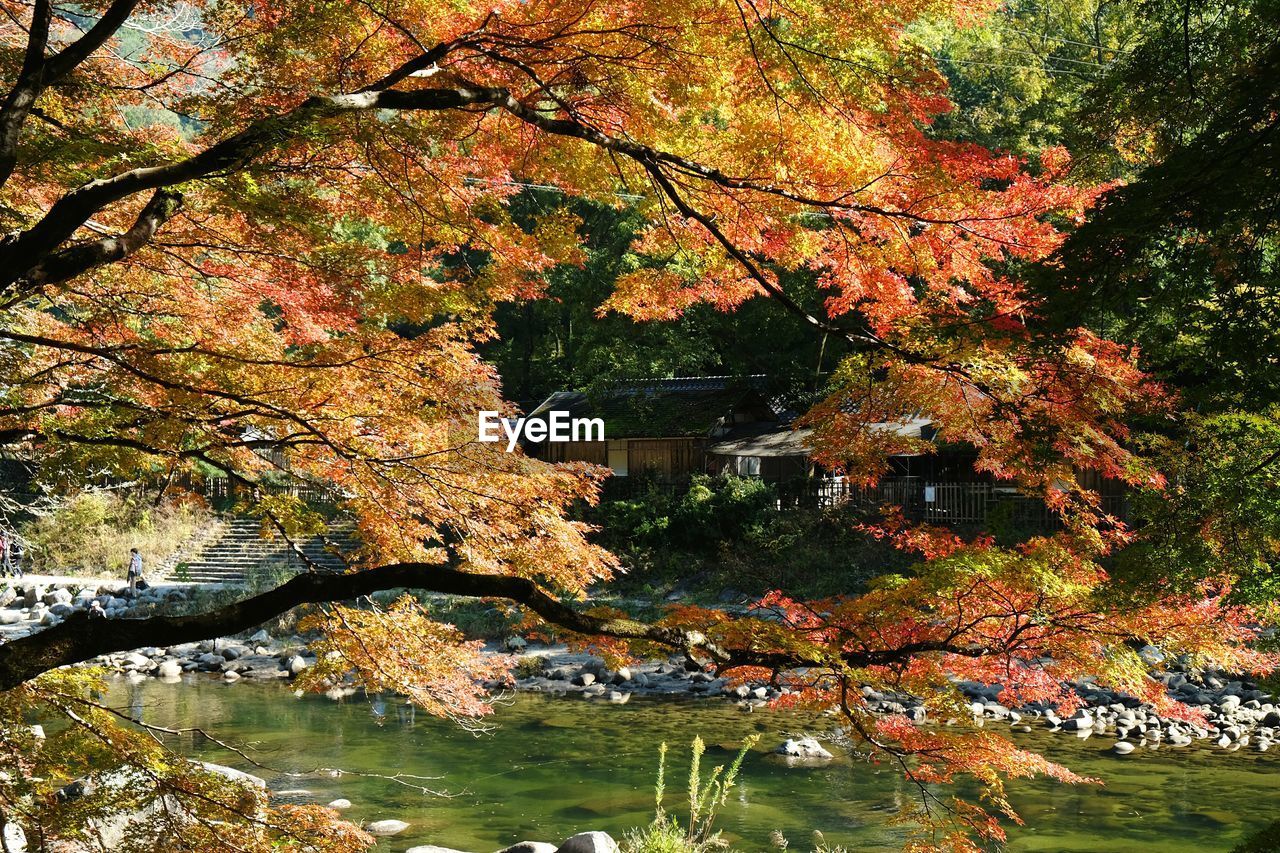 TREES AGAINST SKY DURING AUTUMN