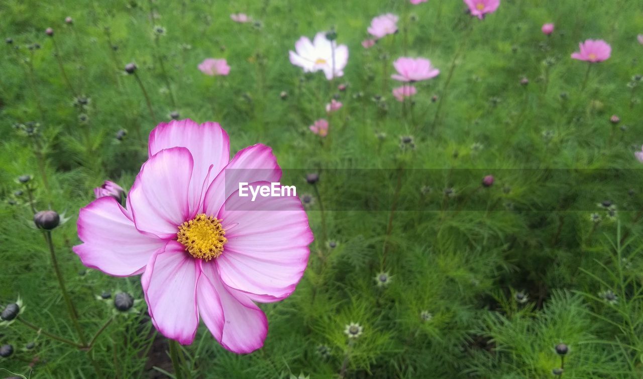 flower, flowering plant, plant, freshness, fragility, petal, beauty in nature, vulnerability, growth, flower head, inflorescence, pink color, grass, cosmos flower, nature, field, close-up, land, day, pollen, no people, outdoors, springtime, purple