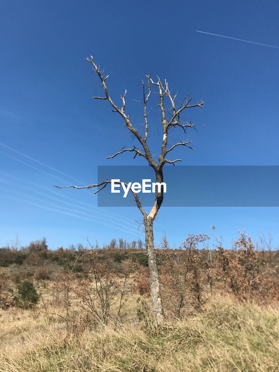 VIEW OF TREE AGAINST CLEAR SKY