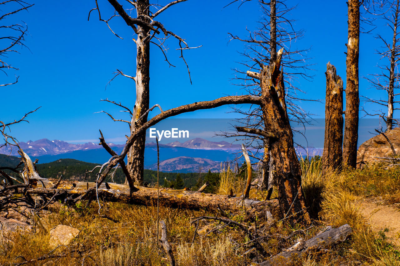 Bare trees on landscape against blue sky