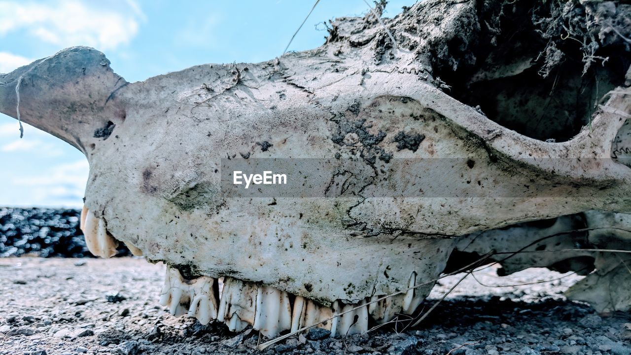 Roadside skull 