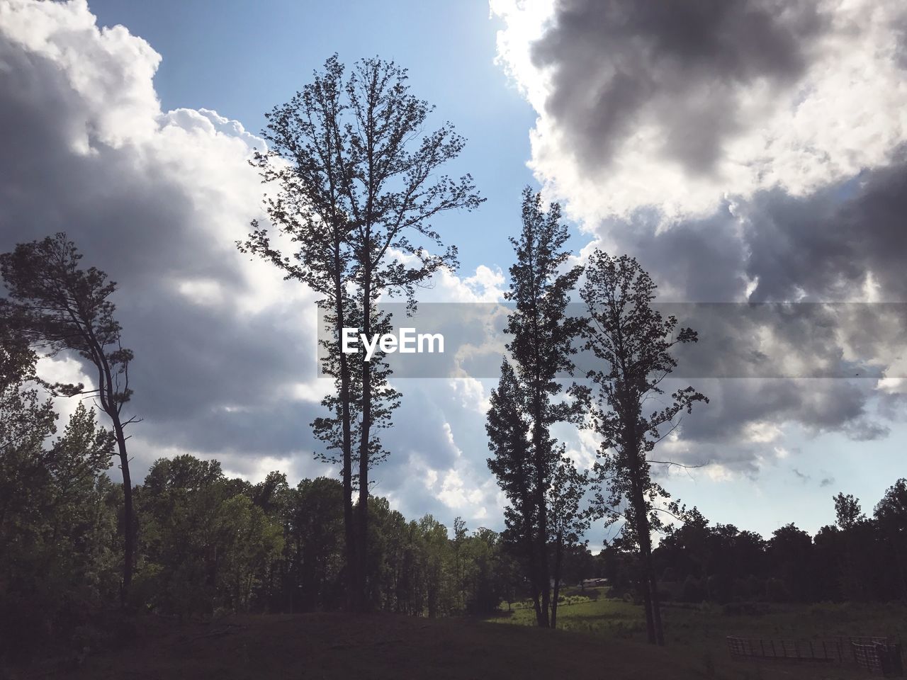 TREES ON FIELD AGAINST SKY