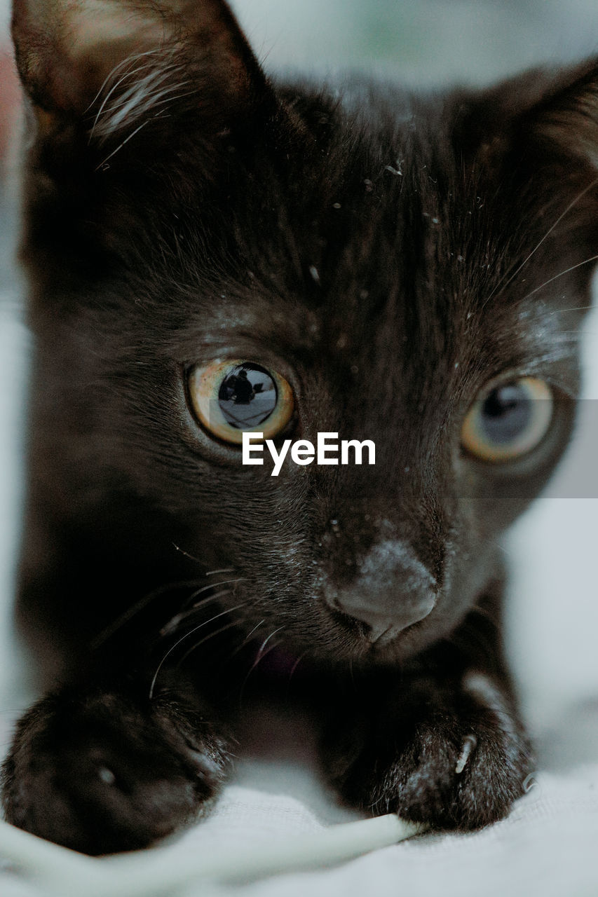 CLOSE-UP PORTRAIT OF CAT WITH MOUTH