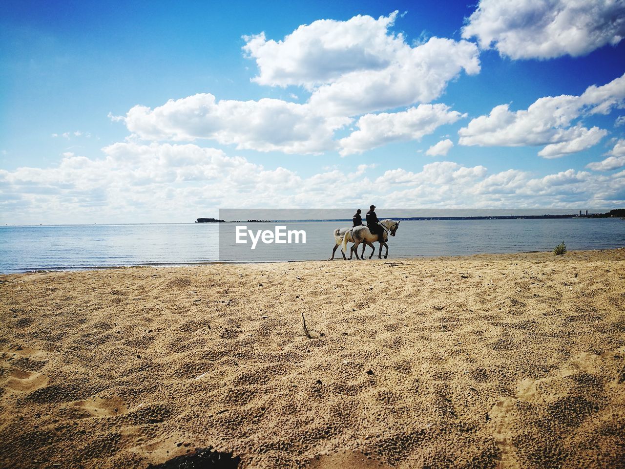 VIEW OF HORSE ON BEACH