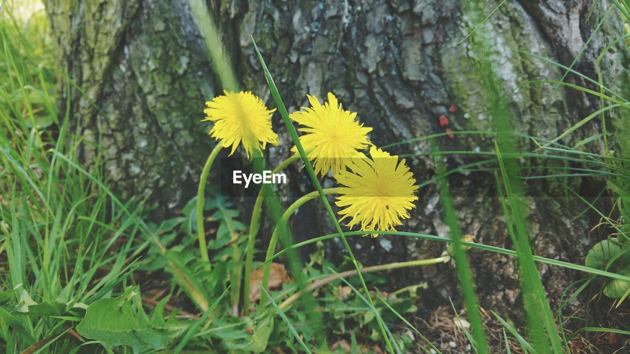 YELLOW FLOWERS BLOOMING ON FIELD