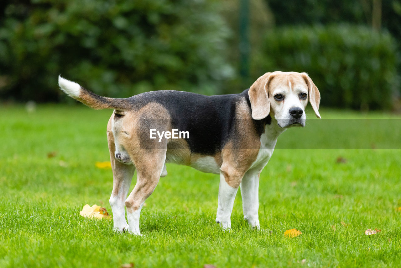 PORTRAIT OF DOG ON GRASS