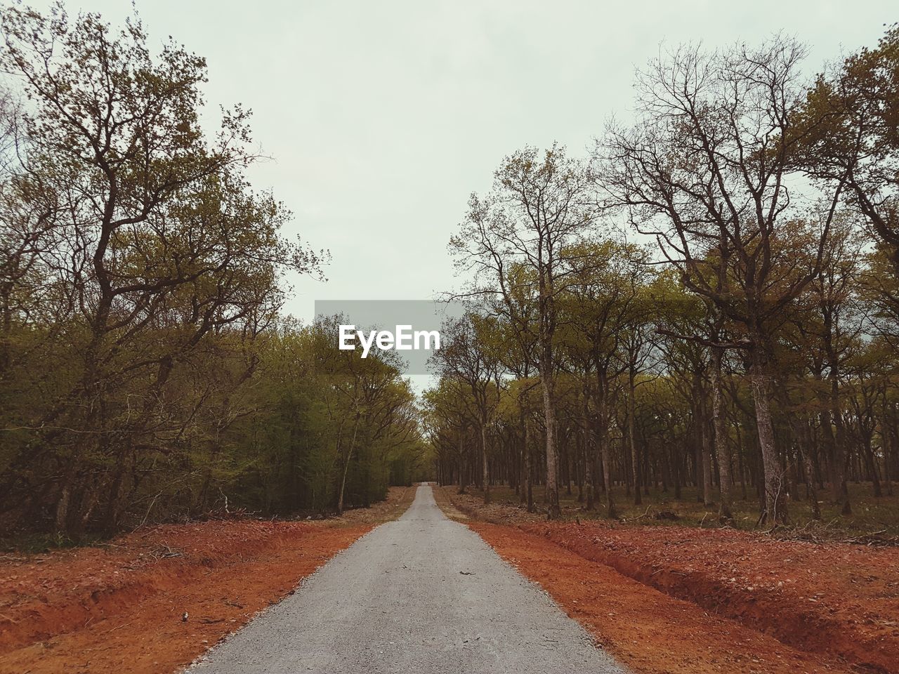 TREES BY ROAD AGAINST SKY