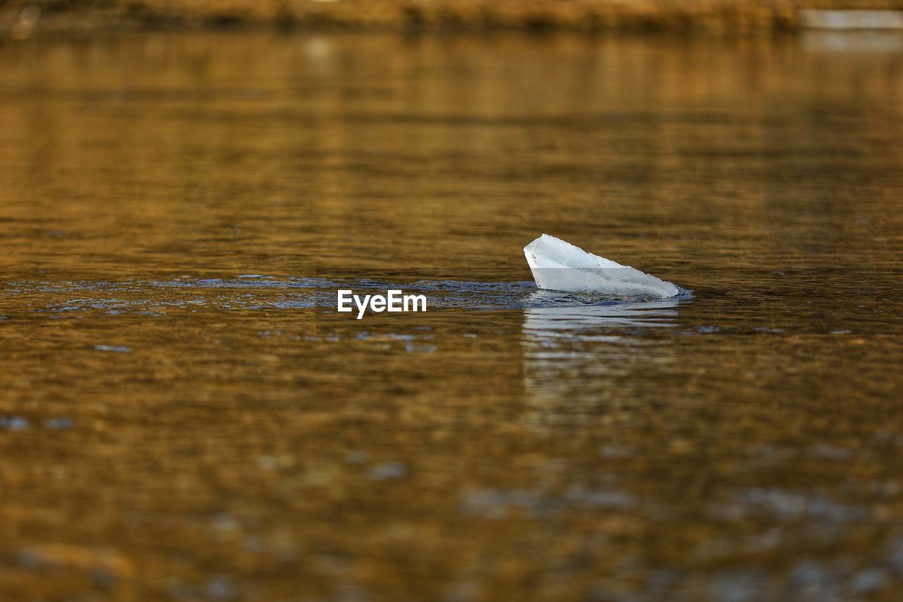 CLOSE-UP OF PELICAN FLOATING ON WATER