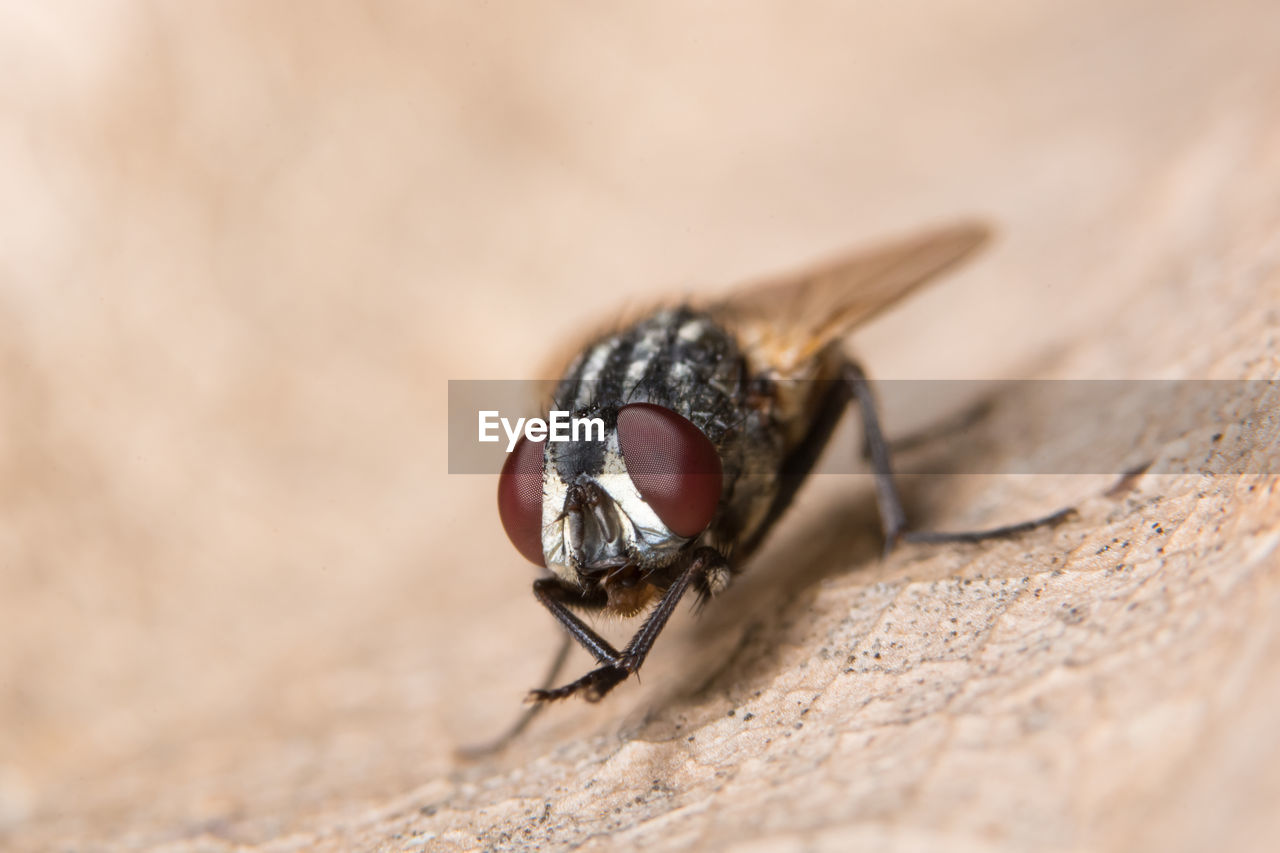 Close-up of fly on dry leaf