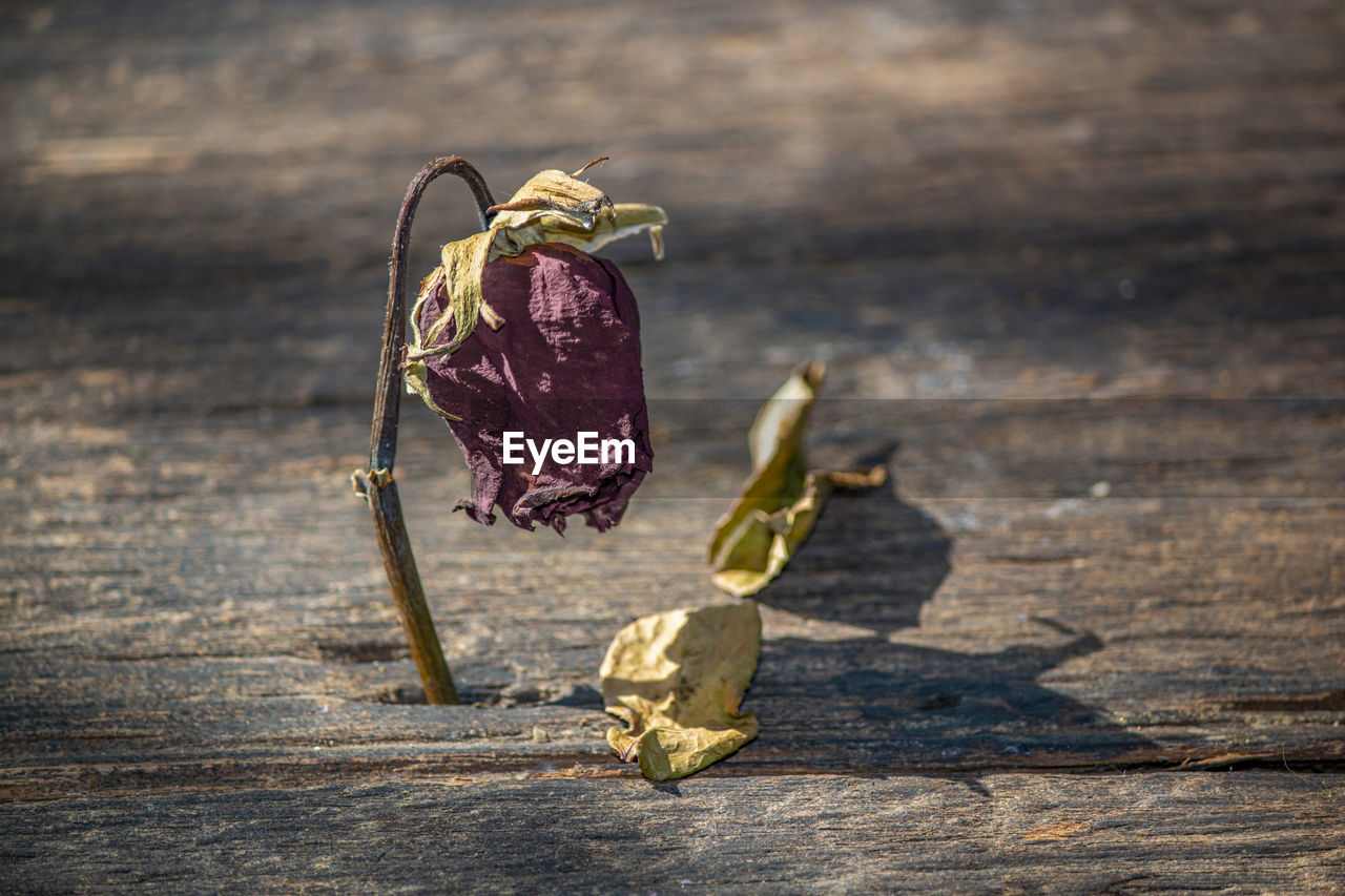 Close-up of dry leaf on table