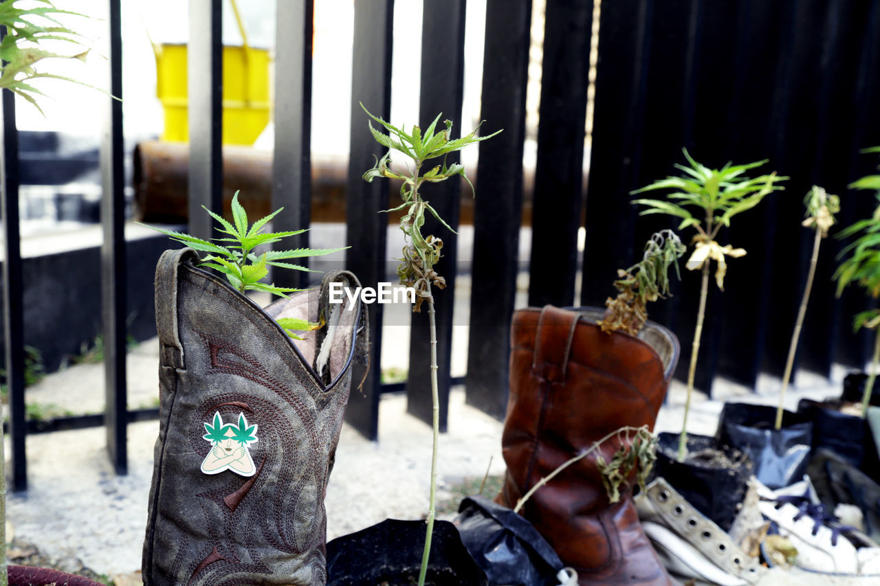 CLOSE-UP OF POTTED PLANTS HANGING ON WINDOW