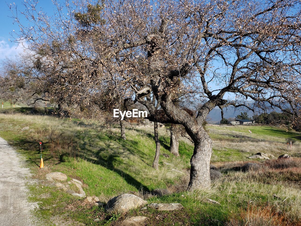 TREES GROWING ON FIELD