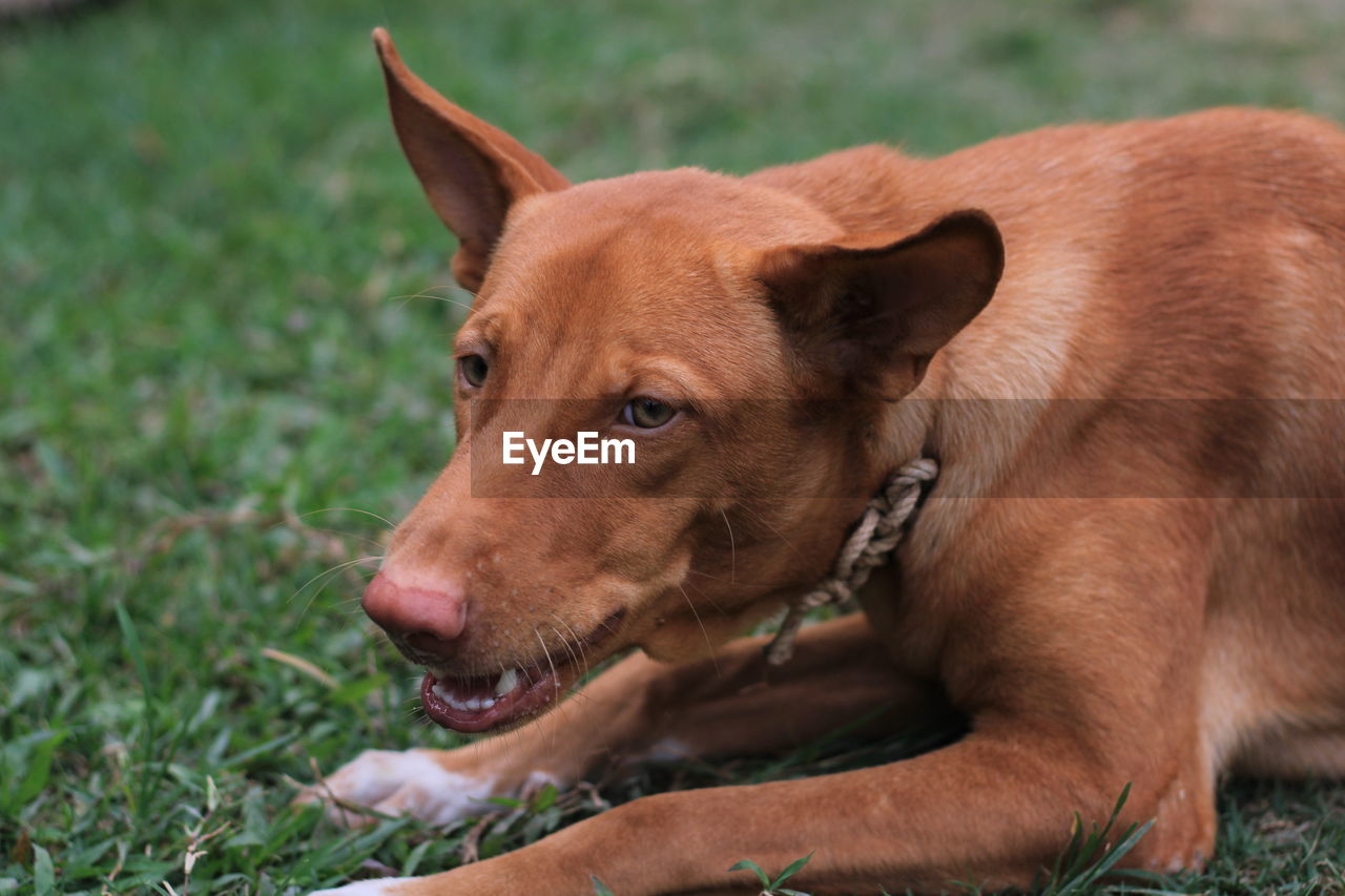 Close-up of dog looking away on field